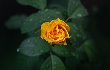 A beautiful flower called a rose
