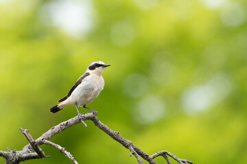 Beautiful  song bird on the branch. Northern wheatear, Oenanthe oenanthe.