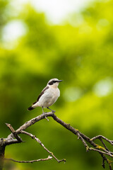 Beautiful  song bird on the branch. Northern wheatear, Oenanthe oenanthe.