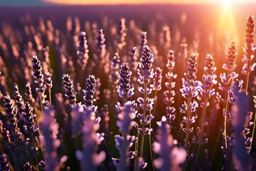Blooming lavender flowers at sunset in Provence, France. Macro image 3d render