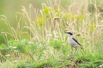 Beautiful  song bird on the ground. Northern wheatear, Oenanthe oenanthe.