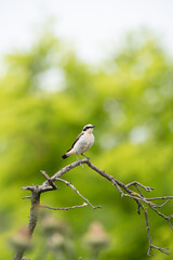 Beautiful  song bird on the branch. Northern wheatear, Oenanthe oenanthe.