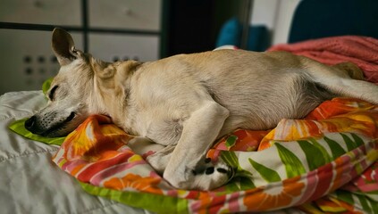 Hund auf der Couch beim Schlafen