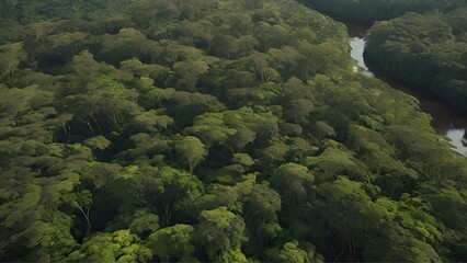 A mesmerizing aerial view of the Amazon forest using drone. A unique and powerful perspective on the beauty and importance of this natural wonder.