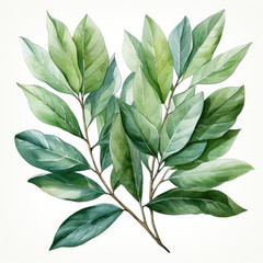watercolor Bay Leave Seed clipart, Generative Ai
