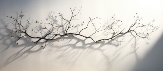 White background abstract silhouette shadow of tree branch on the wall. Transparent blurry shadow and morning sunlight
