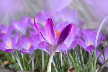 Purple crocus flowers in early spring in the garden