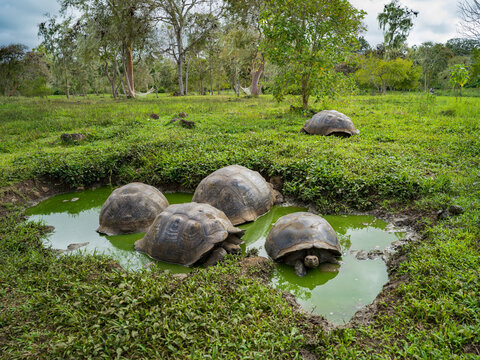 Giant Tortoises (Chelonoidis nigra) in the highlands of Santa Cruz Island; Galapagos Islands, Ecuador