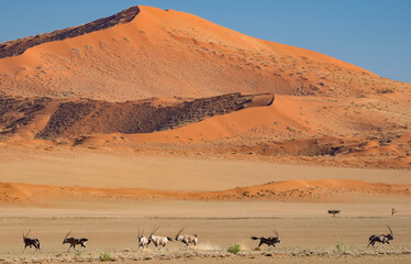 Male Gemsbok (Oryx gazella) asserts its dominant status in the herd in Namib-Naukluft Park; Sossusvlei, Namibia