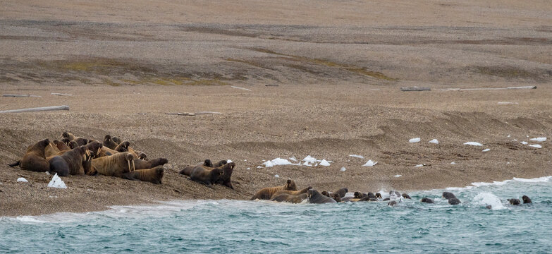 Group of walrus (Odobenus rosmarus) flee into the sea from a nearby polar bear; Spitsbergen, Svalbard, Norway