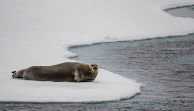 Bearded seal (Erignathus barbatus) lounges on sea ice at Spitsbergen; Spitsbergen, Svalbard, Norway