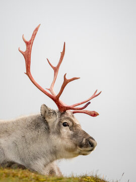 Male Svalbard reindeer (Rangifer tarandus platyrhynchus) after shedding its velvet; Spitsbergen, Svalbard, Norway