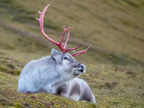 Male Svalbard reindeer (Rangifer tarandus platyrhynchus) lies on the ground; Spitsbergen, Svalbard, Norway