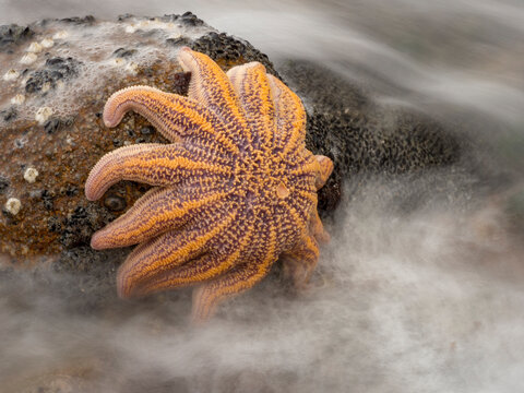 Starfish clings to a rock at low tide on Motukiekie beach; Greymouth, South Island, New Zealand