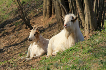 2 chèvres au repos