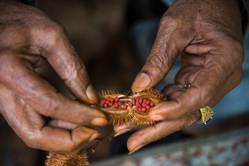 At an organic farm, annatto seeds are harvested to use to color rice to make it yellow; Cuba