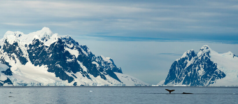 Two humpbacks (Megaptera novaeangliae) feed on krill on a beautiful summer day in Antarctica; Lemaire Channel, Antarctica