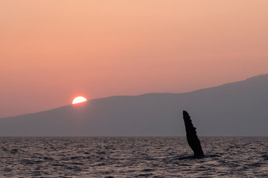 Humpback whale (Megaptera novaeangliae) pectoral fin slapping the water as the sun sets behind Lana'i; Maui, Hawaii, United States of America