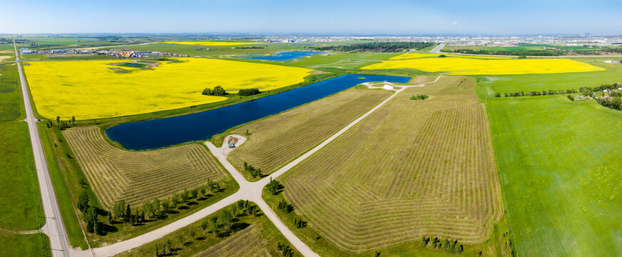 Aerial panorama of a golden canola field surrounded by harvest lines of a cut grain field with blue sky, east of Calgary, Alberta; Alberta, Canada