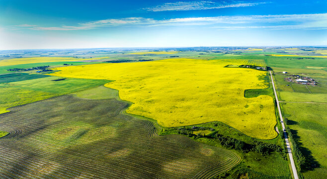 Aerial view of a golden canola field surrounded by harvest lines of a cut grain field with blue sky and clouds, Northeast of Calgary, Alberta; Alberta, Canada