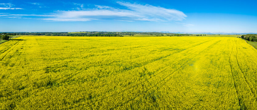 Aerial panorama of a golden canola field with blue sky and clouds, Northeast of Calgary, Alberta; Alberta, Canada
