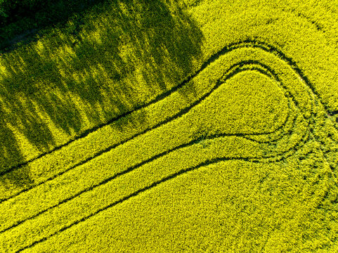 Aerial view, looking straight down on a golden canola field with tractor tracks and tree shadows, West of Calgary, Alberta; Alberta, Canada