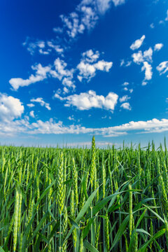 Close-up of green wheat heads (Triticum) growing in a field with blue sky and clouds; East of Airdrie, Alberta, Canada