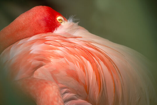 Graceful flamingo resting with it head over it's shoulder, at a zoo; San Diego, California, United States of America