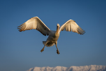Pelican flies with wings spread near mountains