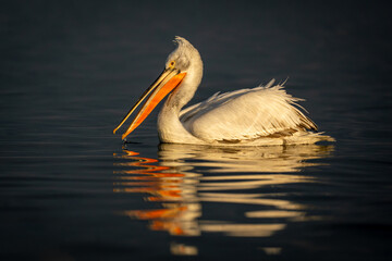 Pelican floats on still lake opening beak