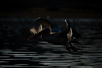Pelican flying over calm lake with backlighting