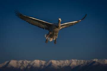 Pelican flying over mountains in blue sky