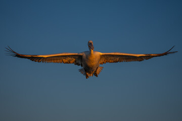Pelican glides in blue sky spreading wings