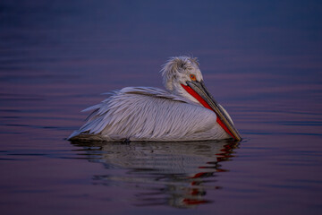 Pelican floating on blue and purple lake