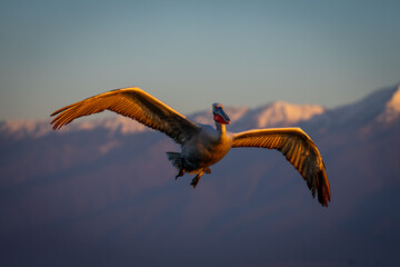 Pelican flying under blue sky near mountains