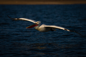 Pelican gliding across blue lake in sunshine