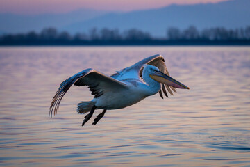 Pelican flying over calm lagoon near treeline