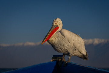 Pelican on bow of boat eyeing camera