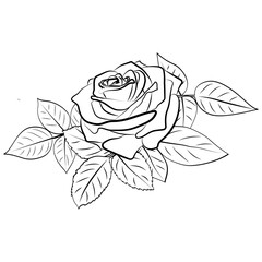 Beautiful Outline Rose Bouquet