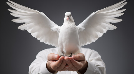 white dove in the hands of a man on a gray background. - obrazy, fototapety, plakaty