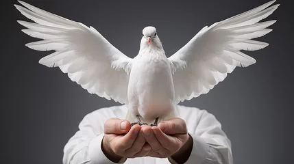 Fotobehang white dove in the hands of a man on a gray background. © D-Stock Photo