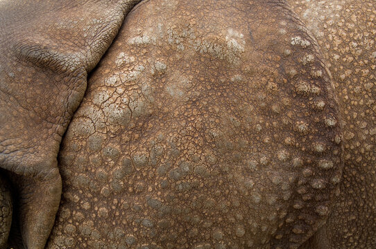 Close-up detail of the skin of an Indian rhinoceros (Rhinocerus unicornis); Salina, Kansas, United States of America