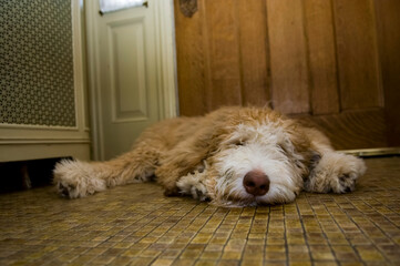 Surface level view of a dog lying on the floor at home; Lincoln, Nebraska, United States of America