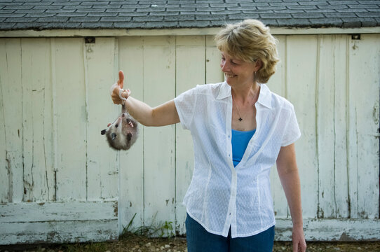 Woman stands holding an Opossum (Didelphis virginiana) by it's tail on a farm; Greenleaf, Kansas, United States of America