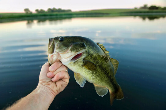 Largemouth bass caught at a Nebraska farm pond, USA; Bennet, Nebraska, United States of America