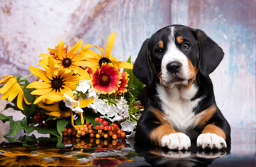 Entlebucher Mountain Dog is a Swiss breed of dog