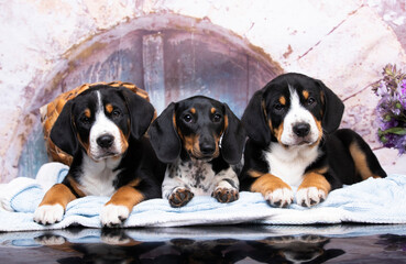 Entlebucher Mountain Dog and puppy dachshund piebald color