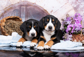 Entlebucher Sennenhund - Swiss dog breed and, tvo puppy