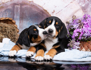 Tvo puppy Entlebucher Sennenhund - Swiss dog breed and
