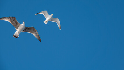 Seagulls flying in the blue sky over the mountains of Gokceada island, Turkey, closeup of photo